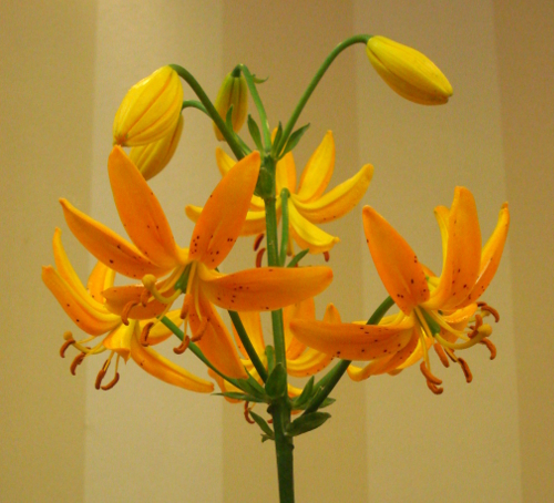 Lilium hansonii