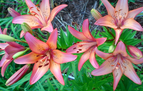 Royal Sunset Lily