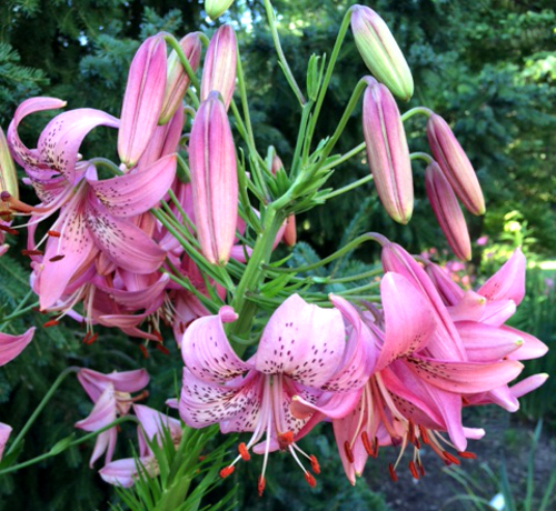 Lilium 'Napa Valley'